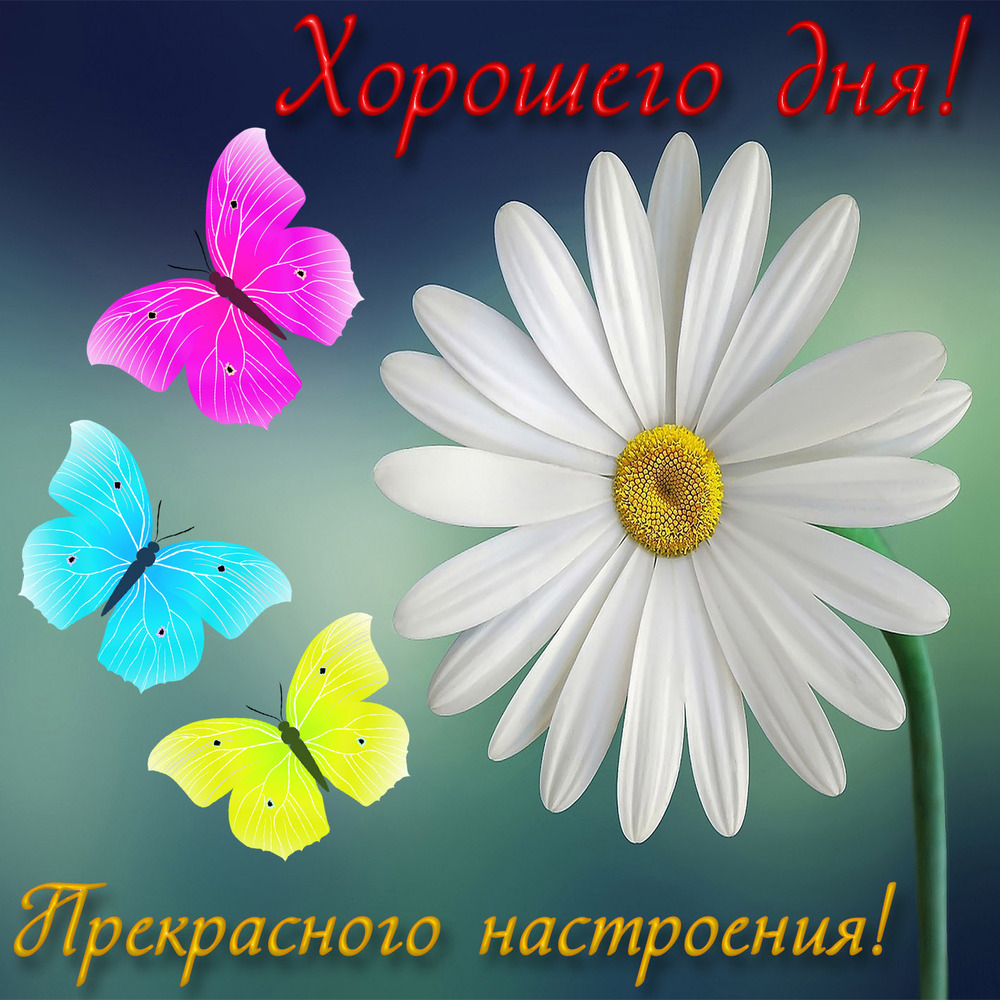 Новая открытка! Добрый день! Всем счастья, любви, радости и добра! Классная открытка с пожеланием хорошего дня! Я искренне и от всей души желаю тебе счастья —...
