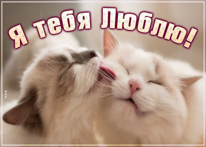 Открытка про любовь! От чистого сердца признание в любви! Открытка Я Тебя люблю! Каждый ищет свой идеал, а я нашла тебя