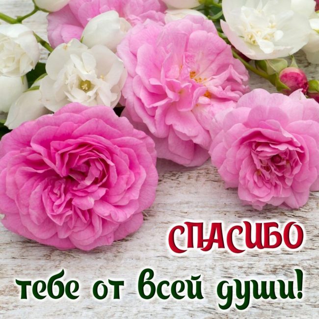 Картинка! Спасибо от души! Красивая открытка! Благодарю! На душе детская радость от этого подарка! Спасибо большущее...