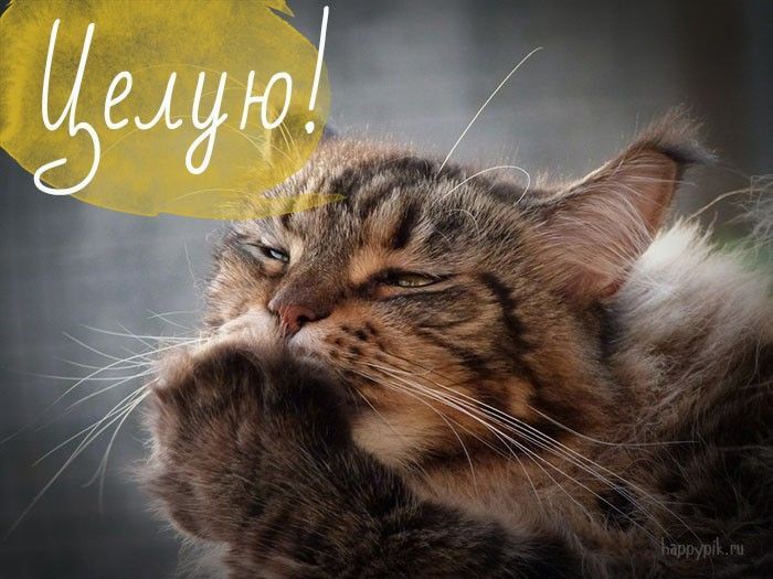 Открытка! Красивая открытка! Картинка! Целую! В мире очень мало хороших людей, способных бескорыстно...