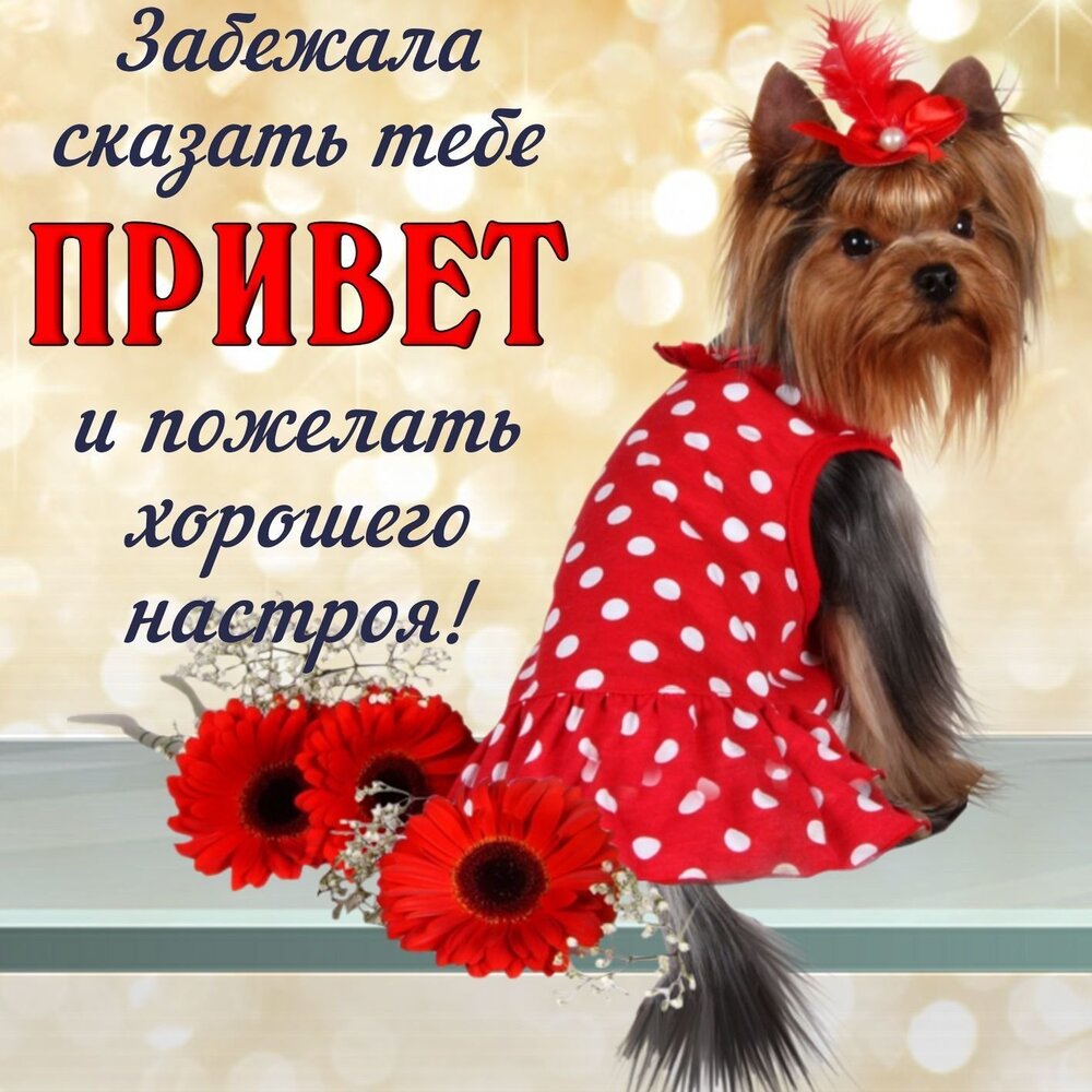 Картинка! Открытка со словом привет! Картинка привет! Привет. Хочу вклиниться в твои мысли непритязательным...