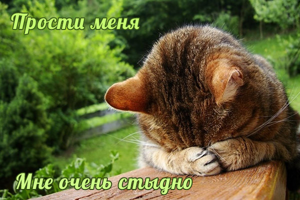 Картинка! Открытка со словами Прости меня! Картинка! Искренне извиняюсь и прошу прощения за все мои плохие...