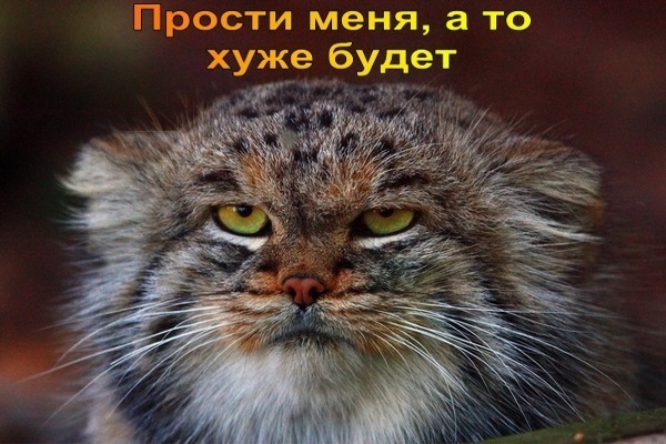 Картинка! Открытка со словами Прости меня! Картинка! Позвольте мне принести свои самые искренние извинения за...