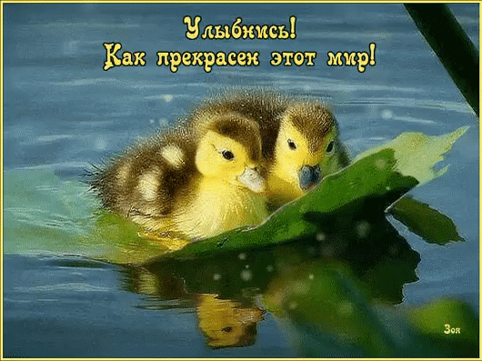 Открытка! Улыбнись! Открытка с улыбкой! Желаю, чтобы каждая клетка твоего организма работала на...
