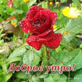 Открытки с добрым утром! Открытка доброе утро, с добрым утро, роза с капельками дождя. Открытка картинка открытки картинки доброе утро, красная роза капельки дождя, пожелания доброго утра, красивая открытка, роза, с добрым утром, цветок розы после дождя доброе утро