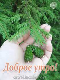 Открытки с добрым утром! Открытка доброе утро, с добрым утром, пожелание доброго утра Открытка картинка доброе утро, доброго утра, открытки картинки доброе утро с изображение руки, ели, ёлки, хвоя, шишки еловые, открытка доброе утро скачать бесплатно