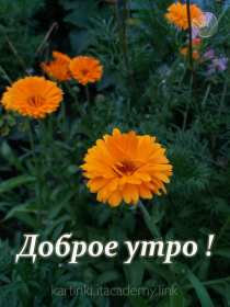 Открытки с добрым утром! Открытка доброе утро яркие, красивые цветы, с добрым утром. Открытка картинка открытки картинки с добрым утром, доброе утро, доброго утра, яркие, красивые цветы с добрым утром, красивая открытка картинка с добрым утром скачать