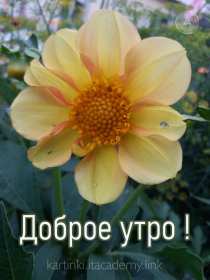 Открытки с добрым утром! Открытка доброе утро яркие, красивые цветы, с добрым утром. Открытка картинка открытки картинки с добрым утром, доброе утро, доброго утра, яркие, красивые цветы с добрым утром, красивая открытка картинка с добрым утром скачать