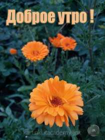 Открытки с добрым утром! Открытка доброе утро яркие, красивые цветы, с добрым утром. Открытка картинка открытки картинки с добрым утром, доброе утро, доброго утра, яркие, красивые цветы с добрым утром, красивая открытка картинка с добрым утром скачать