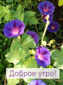 Открытки с добрым утром! Открытка доброе утро яркие, красивые цветы, с добрым утром. Открытка картинка открытки картинки с добрым утром, доброе утро, доброго утра, яркие, красивые цветы с добрым утром, красивая открытка картинка с добрым утром скачать