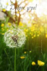Открытки доброе летнее утро Открытка картинка летнее доброе утро, пожелания доброго утра Открытка открытки картинка картинки с добрым летним утром, красивые пожелания доброго летнего утра, яркие картинки открытки с добрым летним утром скачать бесплатно