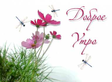 Открытки доброе летнее утро Открытка картинка летнее доброе утро, пожелания доброго утра Открытка открытки картинка картинки с добрым летним утром, красивые пожелания доброго летнего утра, яркие картинки открытки с добрым летним утром скачать бесплатно