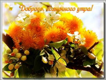Открытки доброе летнее утро Открытка картинка летнее доброе утро, пожелания доброго утра Открытка открытки картинка картинки с добрым летним утром, красивые пожелания доброго летнего утра, яркие картинки открытки с добрым летним утром скачать бесплатно
