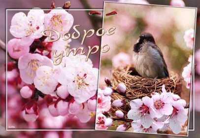 Открытки доброе весеннее утро Открытка картинка с добрым весенним утром, доброго весеннего утра Открытка открытки картинка картинки доброе весеннее утро, с добрым весенним утром, открытка картинка пожелания доброго весеннего утра, доброе утро весна скачать .
