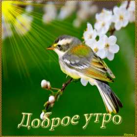 Открытка! Открытка с добрым весенним утром, пожелания доброго весеннего утра