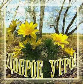 Открытки доброе весеннее утро Открытка с добрым весенним утром, пожелания доброго весеннего утра Открытка картинка открытки картинки с пожеланиями доброго утра весеннего, доброе весеннее утро, с добрым весенним утром, открытка картинка доброе весеннее утро скачать