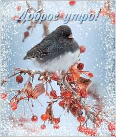 Открытка! Открытка с добрым зимним утром, пожелания доброго зимнего утра