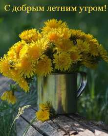 Открытки доброе летнее утро Открытка с добрым летним утром, пожелания доброго летнего утра Открытка картинка открытки картинки с пожеланиями доброго утра, доброго летнего утра, красивая открытка картинка с добрым летним утром, лето доброе утро скачать бесплатно