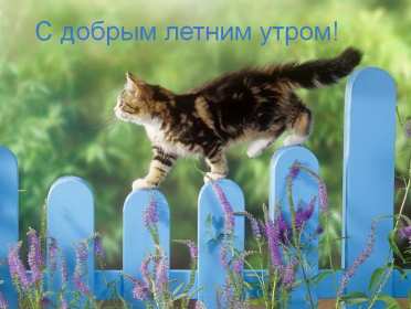Открытки доброе летнее утро Открытка с добрым летним утром, пожелания доброго летнего утра Открытка картинка открытки картинки с пожеланиями доброго утра, доброго летнего утра, красивая открытка картинка с добрым летним утром, лето доброе утро скачать бесплатно