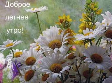 Открытки доброе летнее утро Открытка с добрым летним утром, пожелания доброго летнего утра Открытка картинка открытки картинки с пожеланиями доброго утра, доброго летнего утра, красивая открытка картинка с добрым летним утром, лето доброе утро скачать бесплатно