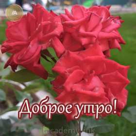 Открытки с добрым утром! Открытка с добрым утром, доброе утро, красивая картинка доброе утро Открытка картинка доброе утро, открытки картинки с добрым утром, доброго утра, красивая открытка доброе утро с добрым утром, яркая картинка доброе утро скачать бесплатно