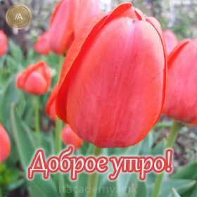Открытки с добрым утром! Открытка с добрым утром, доброе утро, красивая картинка доброе утро, тюльпаны Открытка картинка доброе утро, открытки картинки с добрым утром, доброго утра, красивая открытка доброе утро с добрым утром, яркая картинка доброе утро скачать бесплатно