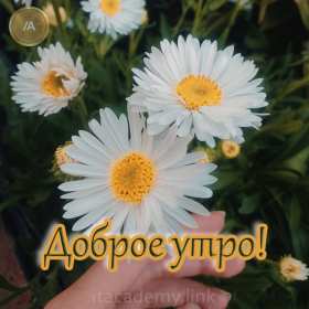 Открытки с добрым утром! Открытка с добрым утром, доброе утро, красивая картинка доброе утро, ромашки Открытка картинка доброе утро, открытки картинки с добрым утром, доброго утра, красивая открытка доброе утро с добрым утром, яркая картинка доброе утро скачать бесплатно