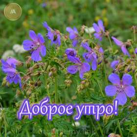 Открытки с добрым утром! Открытка с добрым утром, доброе утро, красивая картинка доброе утро Открытка картинка доброе утро, открытки картинки с добрым утром, доброго утра, красивая открытка доброе утро с добрым утром, яркая картинка доброе утро скачать бесплатно