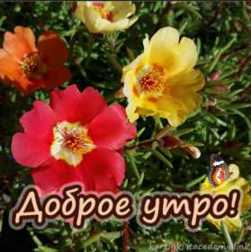 Открытки с добрым утром! Открытка с цветами доброе утро, с добрым утром, с бабочкой. Открытка картинка доброе утро яркая открытка с цветами желтые и красные, с бабочкой, картинка с добрым утром красивые цветы, яркая бабочка, доброе утро открытка скачать
