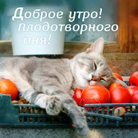 Доброе утро прикольные Открытки с добрым утром, яркие картинки прикольные доброго утра Картинки, открытки красивые прикольные с добрым утром, доброго утра прикол, пожелания доброго утра юмор, прикольные открытки, картинки доброе утро, доброго утра, утречка