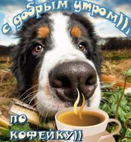 Доброе утро прикольные Открытки с добрым утром, яркие картинки прикольные доброго утра Картинки, открытки красивые прикольные с добрым утром, доброго утра прикол, пожелания доброго утра юмор, прикольные открытки, картинки доброе утро, доброго утра, утречка