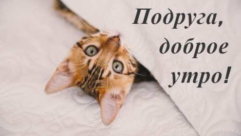 Открытки с добрым утром подруга! Открытки с пожеланиями доброго утра подруге, доброе утро подруга Открытки картинки, открытка картинка с добрым утром подруга, подруге, открытки доброе утро дорогая, любимая подруга, картинка открытка с пожеланием доброго утра подруге, скачать.