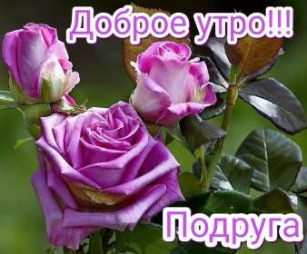 Открытки с добрым утром подруга! Открытки с пожеланиями доброго утра подруге, доброе утро подруга Открытки картинки, открытка картинка с добрым утром подруга, подруге, открытки доброе утро дорогая, любимая подруга, картинка открытка с пожеланием доброго утра подруге, скачать.