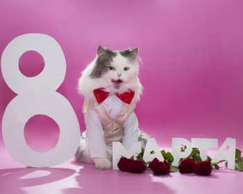 Открытка! Открытка прикольная с 8 марта международный женский день поздравления