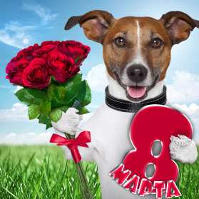 Открытки прикольные на 8 марта Открытка прикольная с 8 марта международный женский день, собака с букетом роз Открытка картинка открытки картинки прикольные, прикольная на 8 марта, с 8 марта, прикольные поздравления с 8 марта, прикольная картинка открытка 8 марта скачать бесплатно