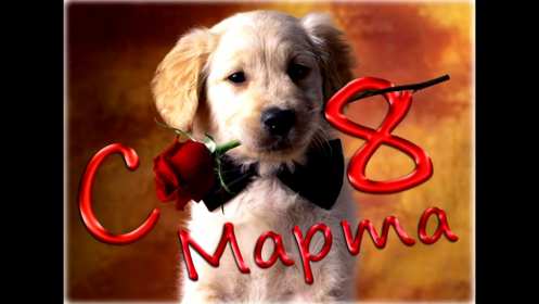 Открытки прикольные на 8 марта Открытка прикольная с 8 марта международный женский день, щенок с розой Открытка картинка открытки картинки прикольные, прикольная на 8 марта, с 8 марта, прикольные поздравления с 8 марта, прикольная картинка открытка 8 марта скачать бесплатно