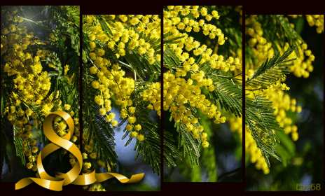 Открытки на 8 марта мимоза Открытка с праздником 8 марта международный женский день, мимоза Открытка картинка открытки картинки с 8 марта с мимозой, жёлтая мимоза, символ праздника 8 марта, открытка картинка на 8 марта мимоза, с 8 марта картинка с мимозой