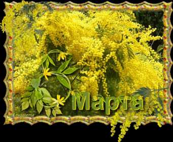 Открытки на 8 марта мимоза Открытка с праздником 8 марта международный женский день, мимоза Открытка картинка открытки картинки с 8 марта с мимозой, жёлтая мимоза, символ праздника 8 марта, открытка картинка на 8 марта мимоза, с 8 марта картинка с мимозой