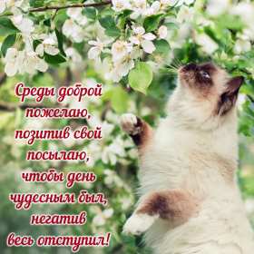 Открытки среда Открытки среда, хорошей, удачной среды, пожелания в среду, для среды Открытка картинка среда, хорошей среды, удачной среды, открытки картинки со средой, среда, пожелания в среду, открытка среда пожелания удачной, хорошей среды скачать бесплатно