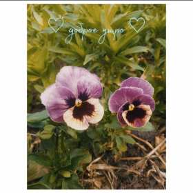 открытки с добрым утром красивые открытки с добрым утром, открытки с красивыми пожеланиями красивые открытки с добрым утром, открытки с красивыми пожеланиями