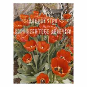 открытки с добрым утром Красивые открытки с добрым утром, открытки с красивыми пожеланиями доброго утра Открытка картинка доброе утро хорошего тебе денёчка, весенние тюльпаны