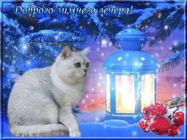Добрый зимний вечер Открытки добрый зимний вечер, пожелания доброго зимнего вечера Открытка картинка с пожеланиями доброго зимнего вечера, добрый зимний вечер, доброго зимнего вечера, открытки картинки с добрым зимним вечером скачать бесплатно