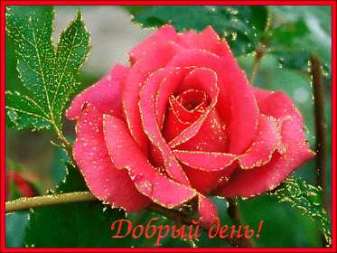 Открытка! Открытки, пожелания доброго дня, картинки добрый день с пожеланиями друзьям и близким! Картинки!