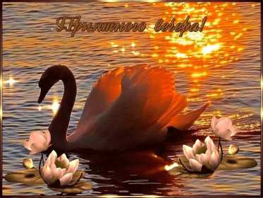 добрый вечер! открытки красивые с пожеланиями доброго, прекрасного вечера открытки красивые с пожеланиями доброго, прекрасного вечера, открытки добрый вечер с цветами, картинки с пожеланиями с котиками, открытки добрый вечер с кофе, вечер с букетом цветов, открытки-гифы