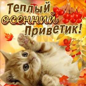 осенний привет Открытка картинка с осенним приветом, приветик осенний, осени, Картинка открытка осенний привет, приветик, картинки открытки привет осени, осенний, яркие осенние открытки с осенним приветом, приветом осени скачать бесплатно