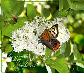 летний привет Открытка летний привет, летний приветик, с летним приветом . Открытка картинка летний привет, открытки картинки летний привет, приветик, красивые открытки летний привет, летние картинки привет, летний приветик скачать бесплатно