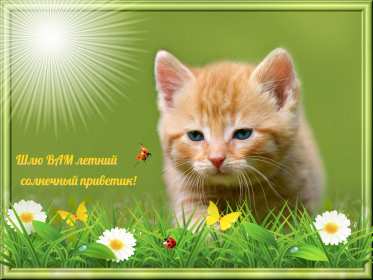 летний привет Открытка летний привет, летний приветик, с летним приветом . Открытка картинка летний привет, открытки картинки летний привет, приветик, красивые открытки летний привет, летние картинки привет, летний приветик скачать бесплатно