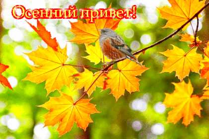 осенний привет Открытка осенний привет, с осенним приветом, привет осени . Открытка картинка осенний привет, открытки картинки осенний привет, приветик осенний, картинка открытка с осенним приветом, приветик осени, осенний скачать бесплатно