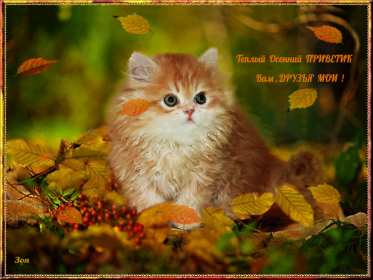 осенний привет Открытка осенний привет, с осенним приветом, привет осени . Открытка картинка осенний привет, открытки картинки осенний привет, приветик осенний, картинка открытка с осенним приветом, приветик осени, осенний скачать бесплатно