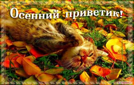 осенний привет Открытка осенний привет, с осенним приветом, привет осени . Открытка картинка осенний привет, открытки картинки осенний привет, приветик осенний, картинка открытка с осенним приветом, приветик осени, осенний скачать бесплатно